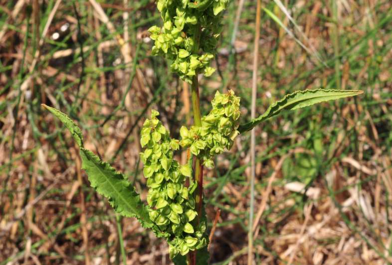 Rumex crispus / Romice crespo